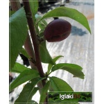 Prunus persica var. nucipersica Flateryna - Nektaryna Flateryna FOTO