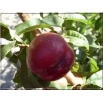 Prunus persica var. nucipersica Durbin - Nektaryna Durbin FOTO