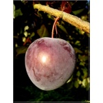 Prunus salicina Kubań - Śliwa japońska Kubań FOTO