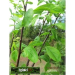 Prunus salicina Najdiena - Śliwa japońska Najdiena FOTO