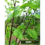 Prunus salicina Najdiena - Śliwa japońska Najdiena FOTO