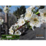 Prunus salicina Santa Rosa - Śliwa japońska Santa Rosa FOTO 