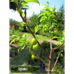 Prunus salicina Santa Rosa - Śliwa japońska Santa Rosa FOTO 