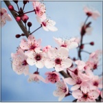 Prunus salicina Skoropłodnaja - Śliwa japońska Skoropłodnaja FOTO