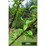 Prunus salicina Skoropłodnaja - Śliwa japońska Skoropłodnaja FOTO