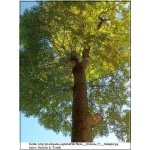 Prunus serotina - Czeremcha amerykańska - Czeremcha późna FOTO