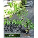 Prunus serotina - Czeremcha amerykańska - Czeremcha późna FOTO