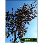 Prunus serrulata Royal Burgundy - Wiśnia piłkowana Royal Burgundy - różowe C5 80-100cm