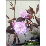 Prunus serrulata Royal Burgundy - Wiśnia piłkowana Royal Burgundy - różowe FOTO
