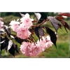 Prunus serrulata Royal Burgundy - Wiśnia piłkowana Royal Burgundy - różowe C_15 _180-200cm