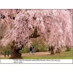 Prunus serrulata - Wiśnia piłkowana - bialo-różowe FOTO