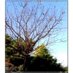 Prunus serrulata - Wiśnia piłkowana - bialo-różowe FOTO