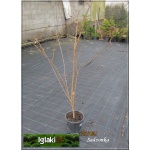 Prunus subhirtella Accolade - Wiśnia kosmata Accolade - białoróżowe FOTO