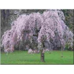 Prunus subhirtella Pendula Rubra - Wiśnia zwisła Pendula Rubra - różowe FOTO