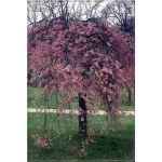 Prunus subhirtella Pendula Rubra - Wiśnia zwisła Pendula Rubra - różowe FOTO