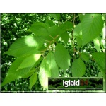 Prunus subhirtella - Wiśnia zwisła - Wiśnia kosmata - biało-różowe FOTO