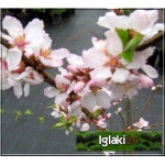 Prunus subhirtella - Wiśnia zwisła - Wiśnia kosmata - biało-różowe FOTO