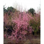 Prunus triloba - Migdałek trójklapowy - różowe f. krzewiasta FOTO