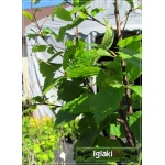 Prunus triloba - Migdałek trójklapowy - różowe f. krzewiasta FOTO