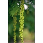 Pterocarya fraxinifolia - Skrzydłorzech kaukaski - Skrzydłorzech jesionolistny FOTO 