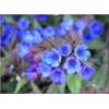 Pulmonaria angustifolia Blaues Meer - Miodunka wąskolistna Blaues Meer - niebieskie, wys. 30, kw. 3/5 FOTO