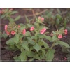 Pulmonaria saccharata - Pulmonaria picta - Miodunka pstra - różowe, wys. 30, kw. 4/5 FOTO