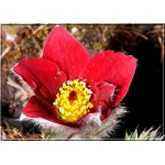 Pulsatilla vulgaris Rote Glocke - Sasanka zwyczajna Rote Glocke - czerwone, wys 30, kw 4/5 FOTO