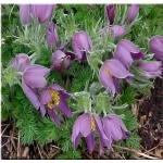Pulsatilla vulgaris - Sasanka zwyczajna - fioletowe wys 20, kw 4/5 FOTO  