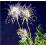 Pulsatilla vulgaris - Sasanka zwyczajna - fioletowe wys 20, kw 4/5 FOTO  
