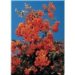 Pyracantha coccinea Kasan - Ognik szkarłatny Kasan - pomarańczowo-czerwony FOTO