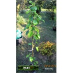 Pyrus pyrifolia Kumoi - Jabłoniogrusza japońska Kumoi - Grusza azjatycka Kumoi FOTO 