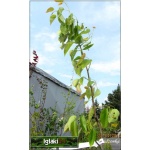 Pyrus pyrifolia Kumoi - Jabłoniogrusza japońska Kumoi - Grusza azjatycka Kumoi C5 60-120cm 