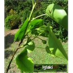 Pyrus pyrifolia Kumoi - Jabłoniogrusza japońska Kumoi - Grusza azjatycka Kumoi FOTO 