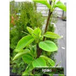 Pyrus pyrifolia Nijisseiki - Jabłoniogrusza japońska Nijisseiki - Grusza azjatycka Nijisseiki FOTO