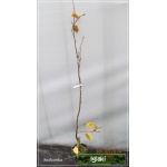 Pyrus pyrifolia Nijisseiki - Jabłoniogrusza japońska Nijisseiki - Grusza azjatycka Nijisseiki FOTO