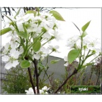 Pyrus pyrifolia Shinseiki - Jabłoniogrusza japońska Shinseiki - Grusza azjatycka Shinseiki balotowana 60-120cm