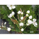 Pyrus pyrifolia Shinseiki - Jabłoniogrusza japońska Shinseiki - Grusza azjatycka Shinseiki FOTO 