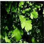 Quercus macranthera - Dąb kaukaski FOTO