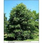 Quercus palustris - Dąb błotny FOTO 