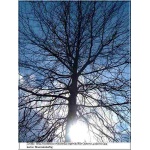 Quercus palustris - Dąb błotny FOTO 