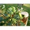 Quercus robur Argenteomarginata - Dąb szypułkowy Argenteomarginata FOTO