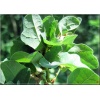 Quercus robur Facrist - Dąb szypułkowy Factrist FOTO