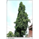 Quercus robur Fastigiata - Dąb szypułkowy Fastigiata ob. _14-16 C_60 _300-400cm 
