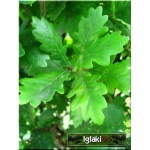 Quercus robur Fastigiata - Dąb szypułkowy Fastigiata C3 80-100cm