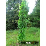Quercus robur Fastigiata - Dąb szypułkowy Fastigiata C7,5 _125-150cm 