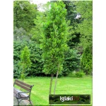 Quercus robur Fastigiata - Dąb szypułkowy Fastigiata C_12 _150-200cm