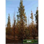 Quercus robur Fastigiata - Dąb szypułkowy Fastigiata C3 _100-125cm 