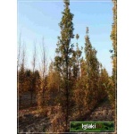 Quercus robur Fastigiata - Dąb szypułkowy Fastigiata C3 _100-125cm 