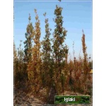 Quercus robur Fastigiata - Dąb szypułkowy Fastigiata ob. _18-20 C_60 _300-350cm