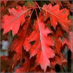 Quercus rubra - Dąb czerwony FOTO